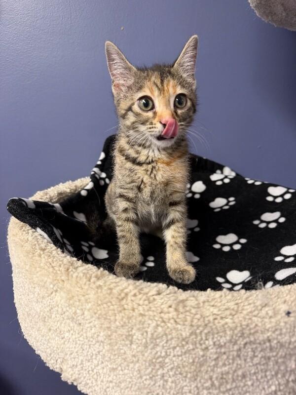Enlarge Lannah, a Adoptable Tabby in Belton, MO image 4/4