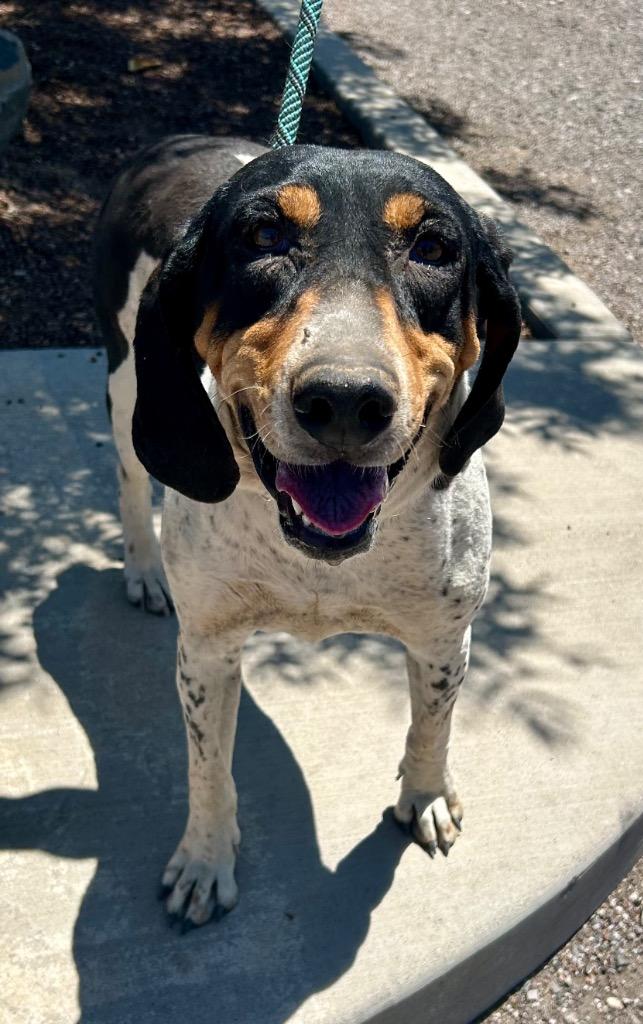 Willie Mae, Adoptable, Senior Female Foxhound.