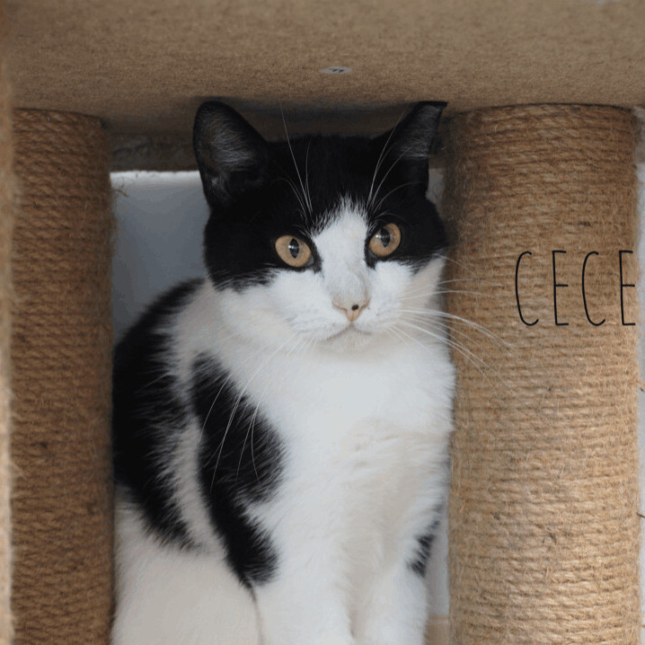 Enlarge Cecelia, a Adoptable Domestic Short Hair in Queenstown, MD image 1/10