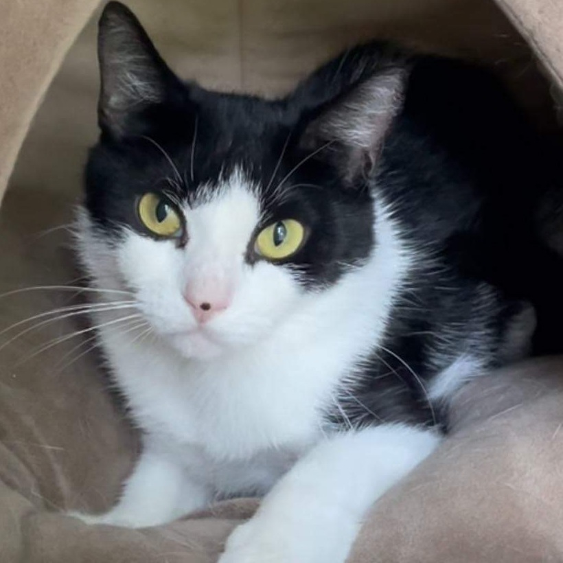 Enlarge Cecelia, a Adoptable Domestic Short Hair in Queenstown, MD image 2/10