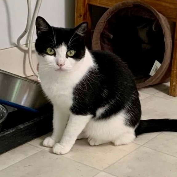 Enlarge Cecelia, a Adoptable Domestic Short Hair in Queenstown, MD image 3/10