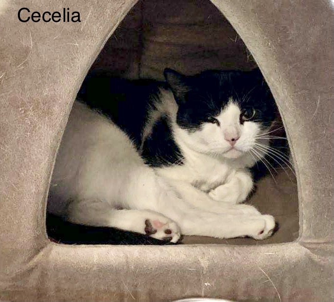 Enlarge Cecelia, a Adoptable Domestic Short Hair in Queenstown, MD image 4/10