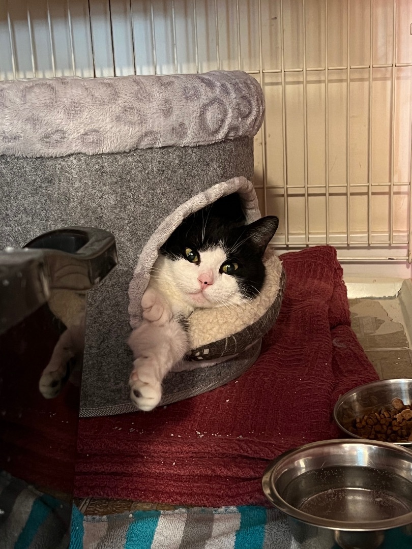 Enlarge Cecelia, a Adoptable Domestic Short Hair in Queenstown, MD image 5/10