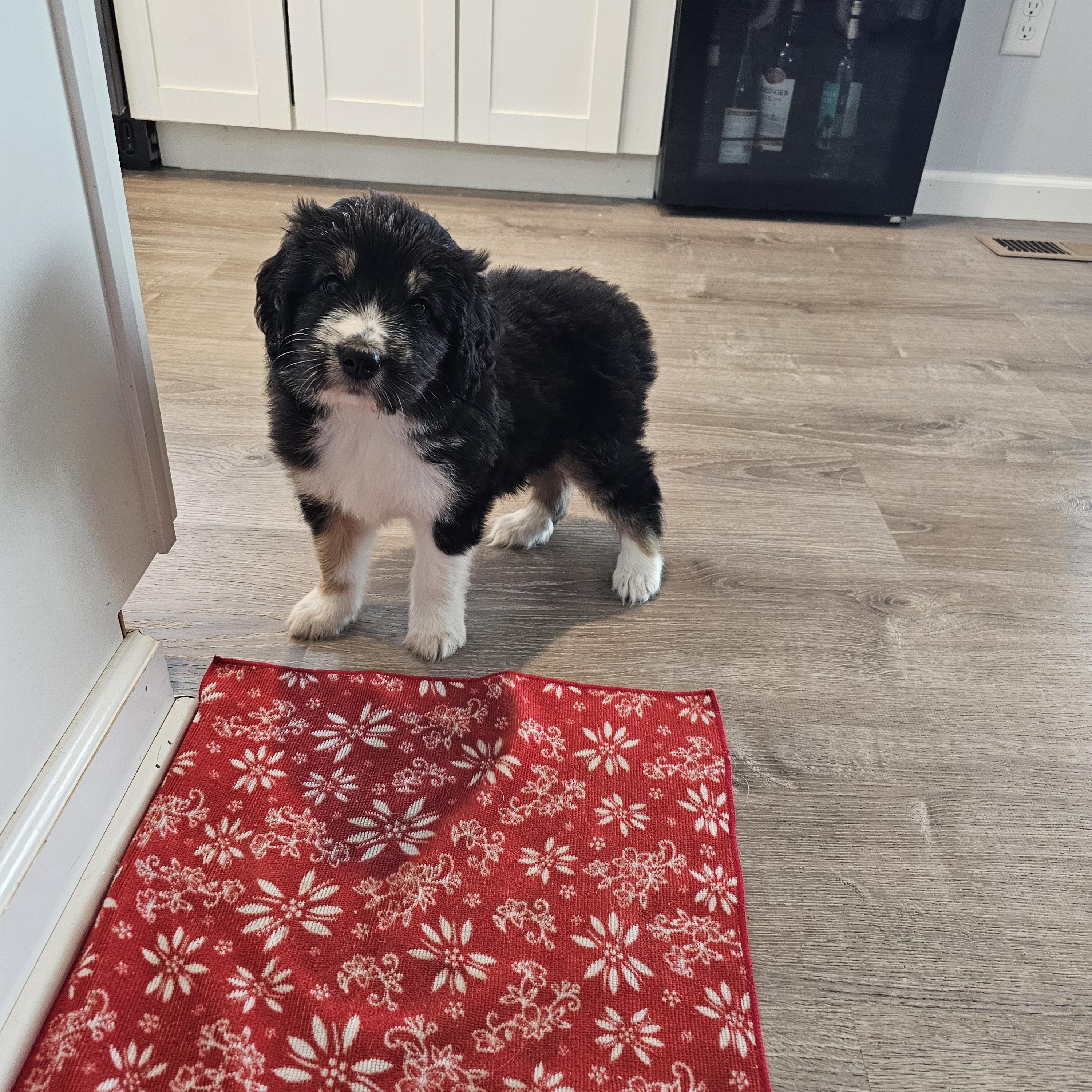 Pepper Springfield , Adoptable, Puppy Female Bernadoodle.