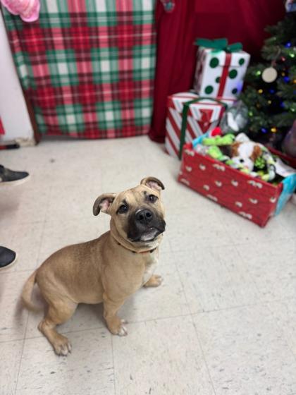 Cami, Adoptable, Puppy Female Mixed Breed & Mixed Breed.