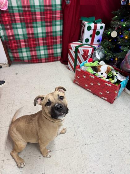 Cami, a Adoptable mixed breed image 2/2