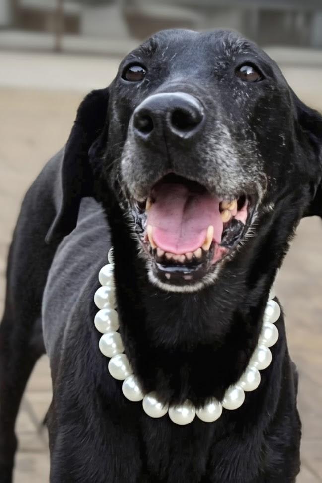 Enlarge Lori, a Adopted Labrador Retriever in Acton, CA image 3/4
