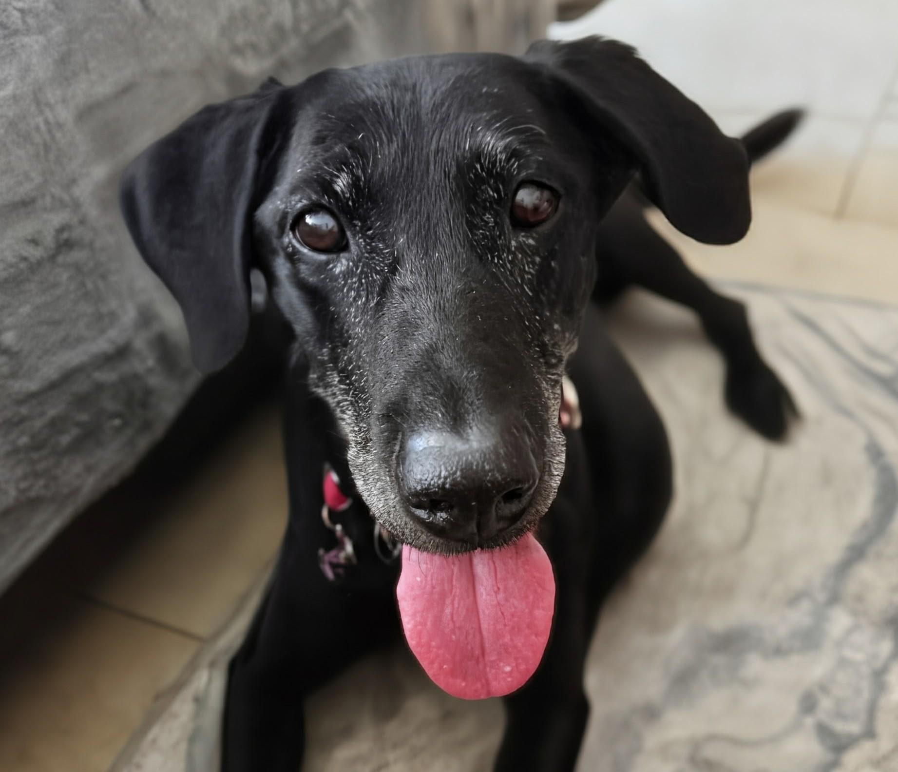 Lori, Adopted, Senior Female Labrador Retriever.
