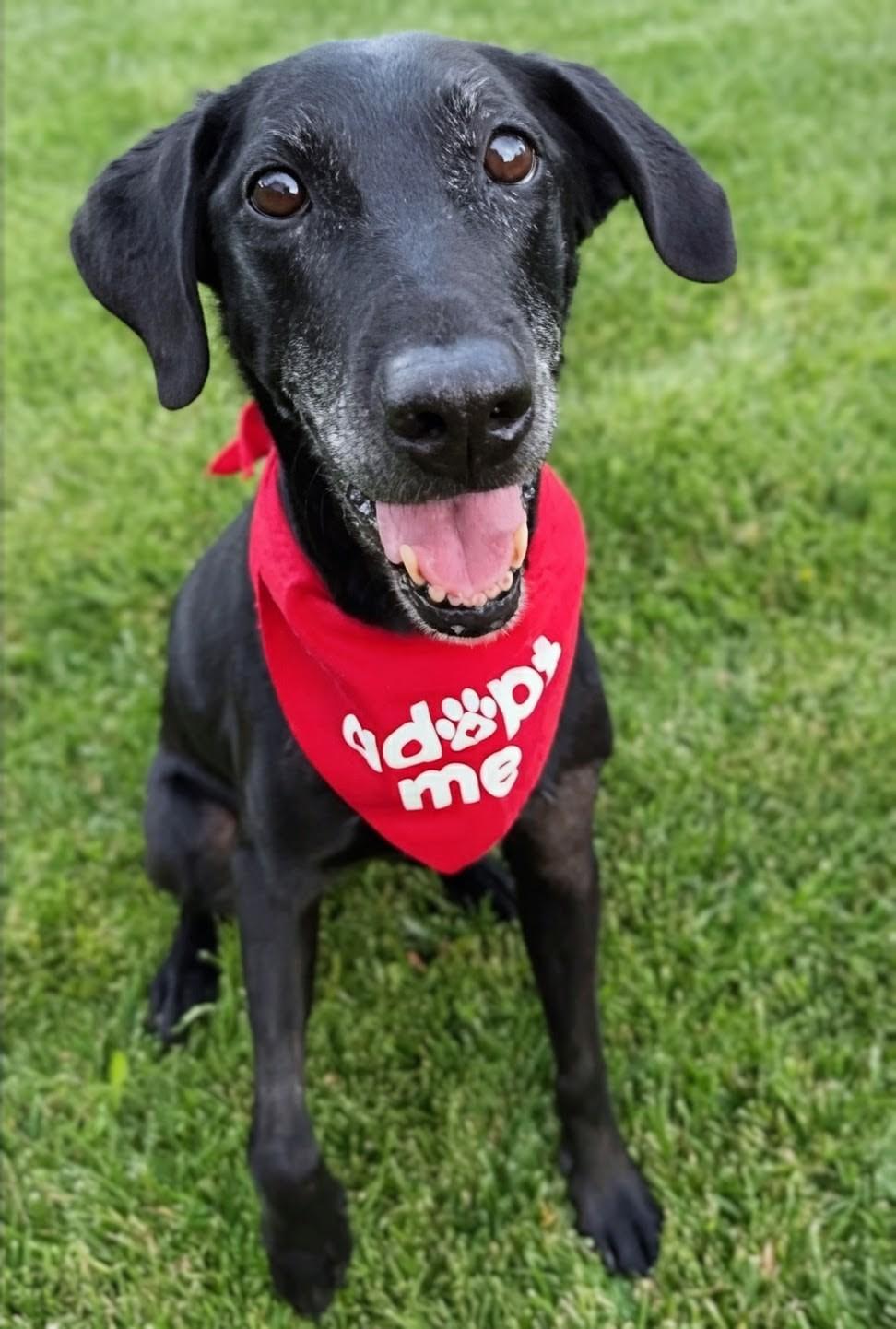 Enlarge Lori, a Adopted Labrador Retriever in Acton, CA image 2/4