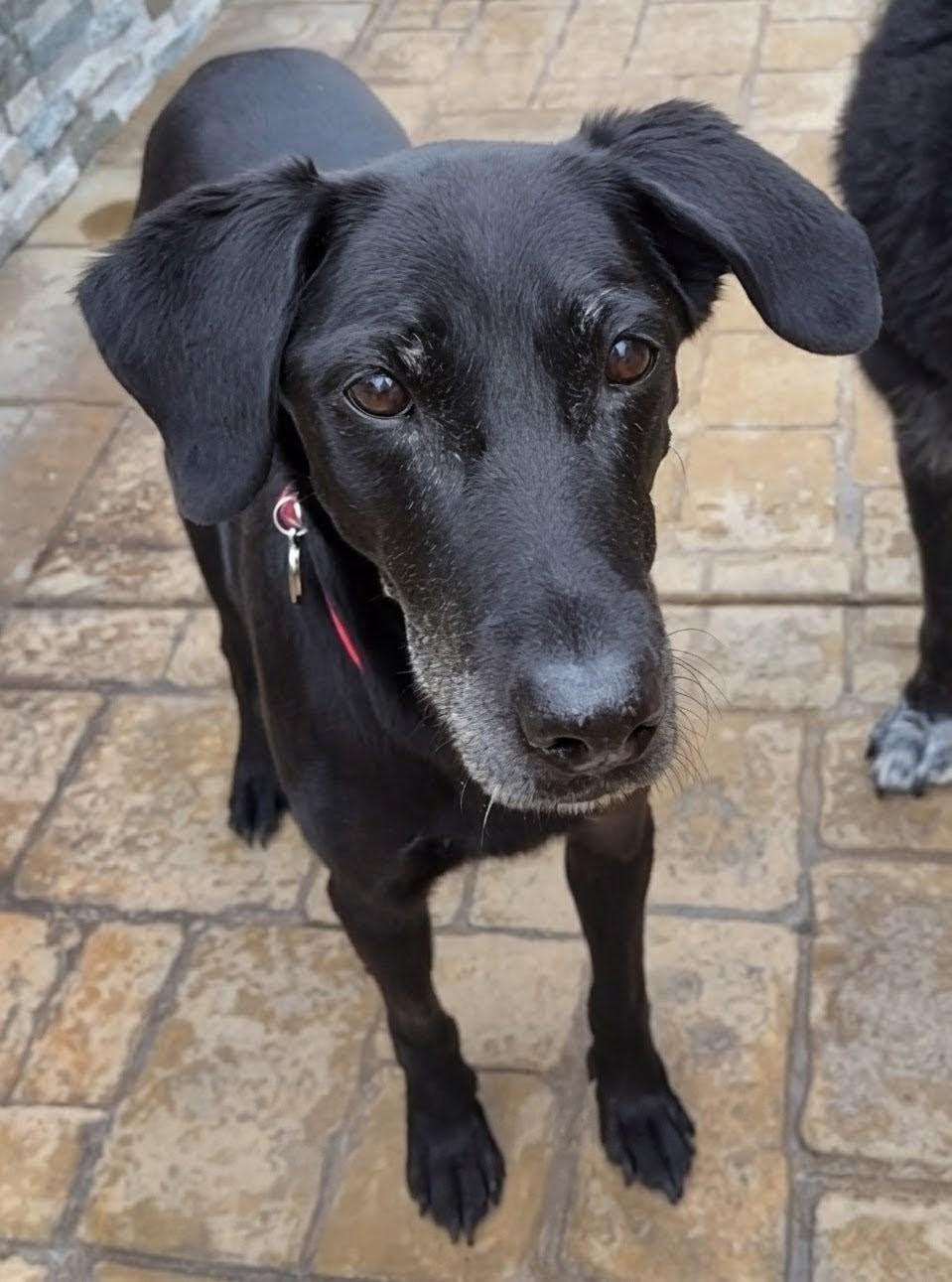 Enlarge Lori, a Adopted Labrador Retriever in Acton, CA image 4/4
