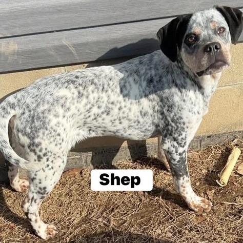 Enlarge Shep, a Adoptable mixed breed in Novelty, OH image 1/3