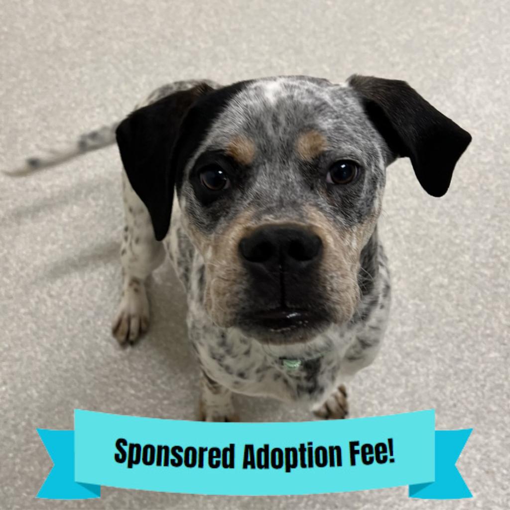 Enlarge Shep, a Adoptable mixed breed in Novelty, OH image 2/3