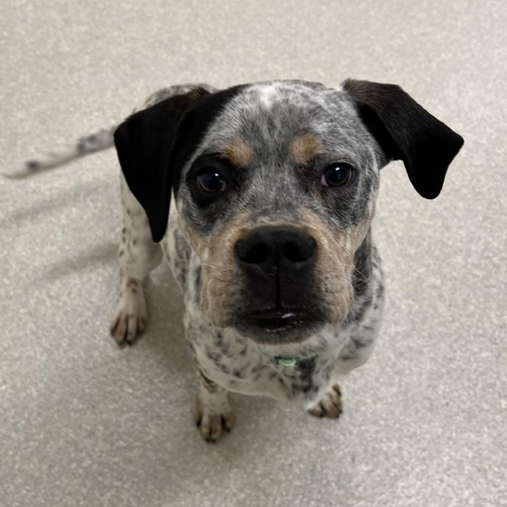 Enlarge Shep, a Adoptable mixed breed in Novelty, OH image 3/3