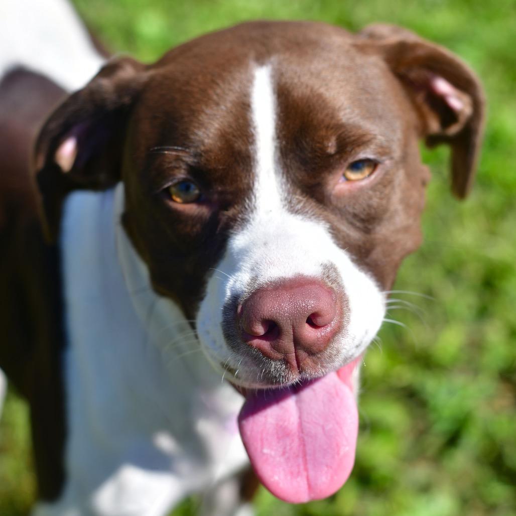 Wiggles, Adoptable, Adult Female Pointer & Mixed Breed.