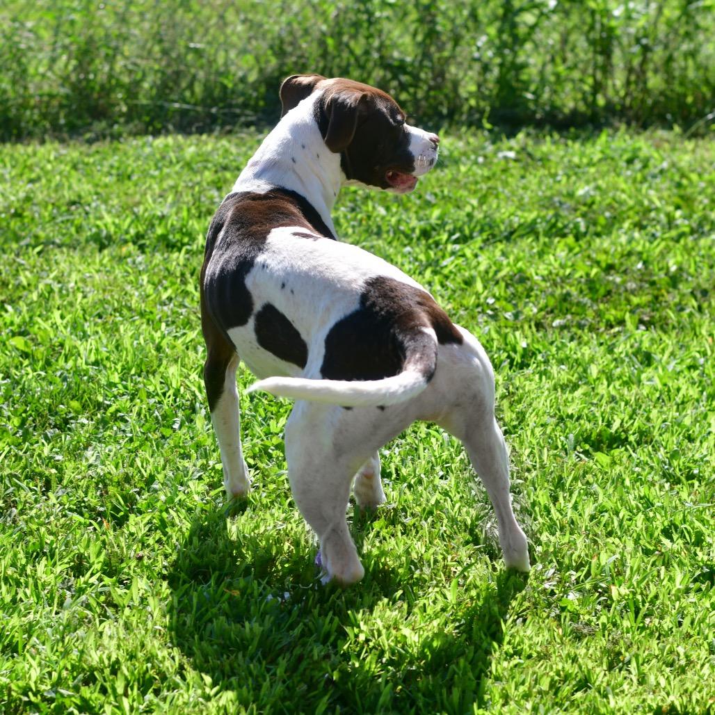 Wiggles, a Adoptable mixed breed in Ottawa, KS image 2/2