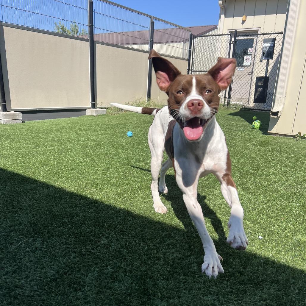 Wiggles, a Adoptable mixed breed in Ottawa, KS image 4/4