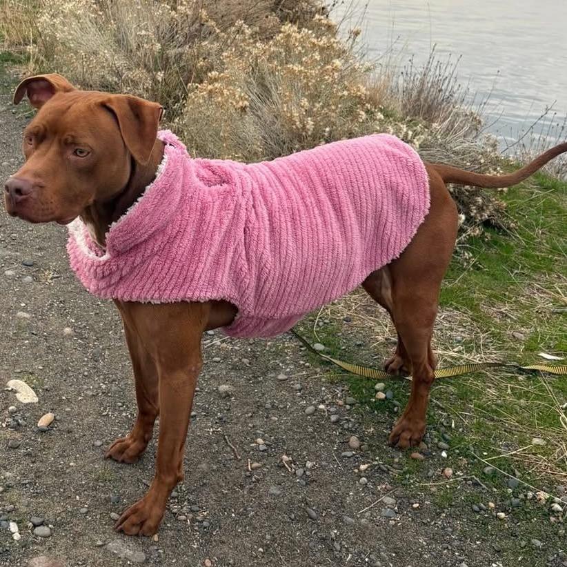 Enlarge Destiny/Penny, a Adoptable mixed breed in Benton City, WA image 1/6