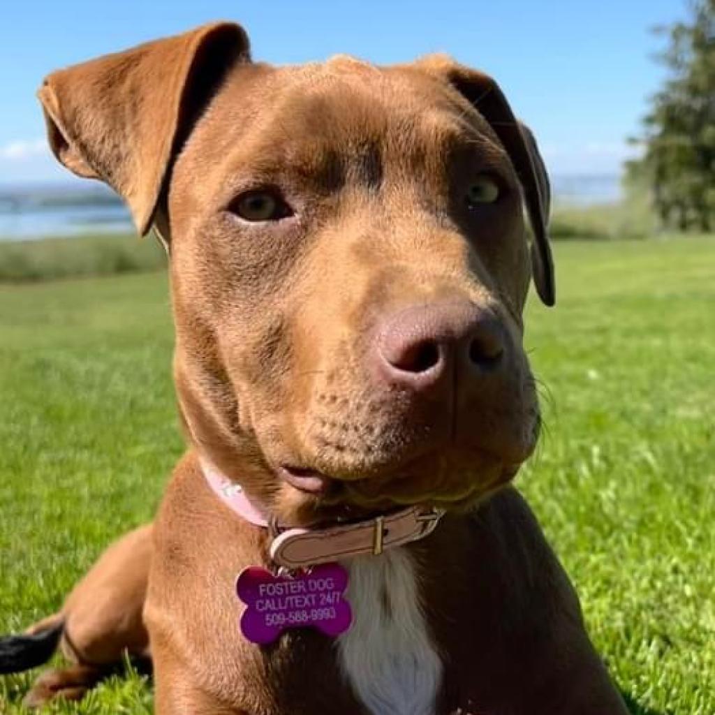 Enlarge Destiny/Penny, a Adoptable mixed breed in Benton City, WA image 1/4