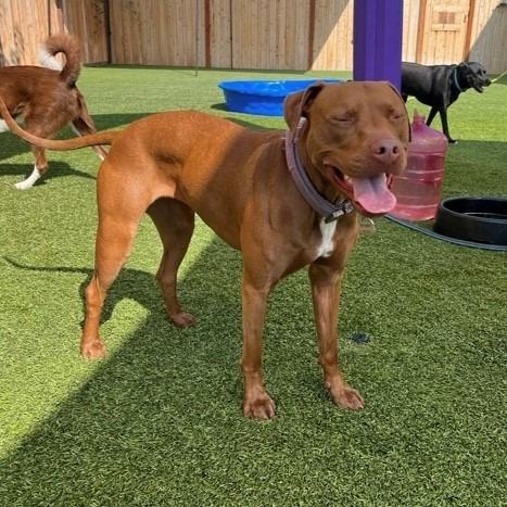 Enlarge Destiny/Penny, a Adoptable mixed breed in Benton City, WA image 2/4