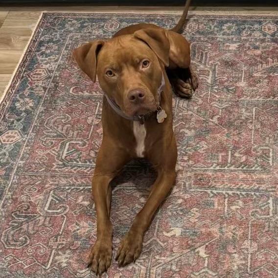 Enlarge Destiny/Penny, a Adoptable mixed breed in Benton City, WA image 4/4