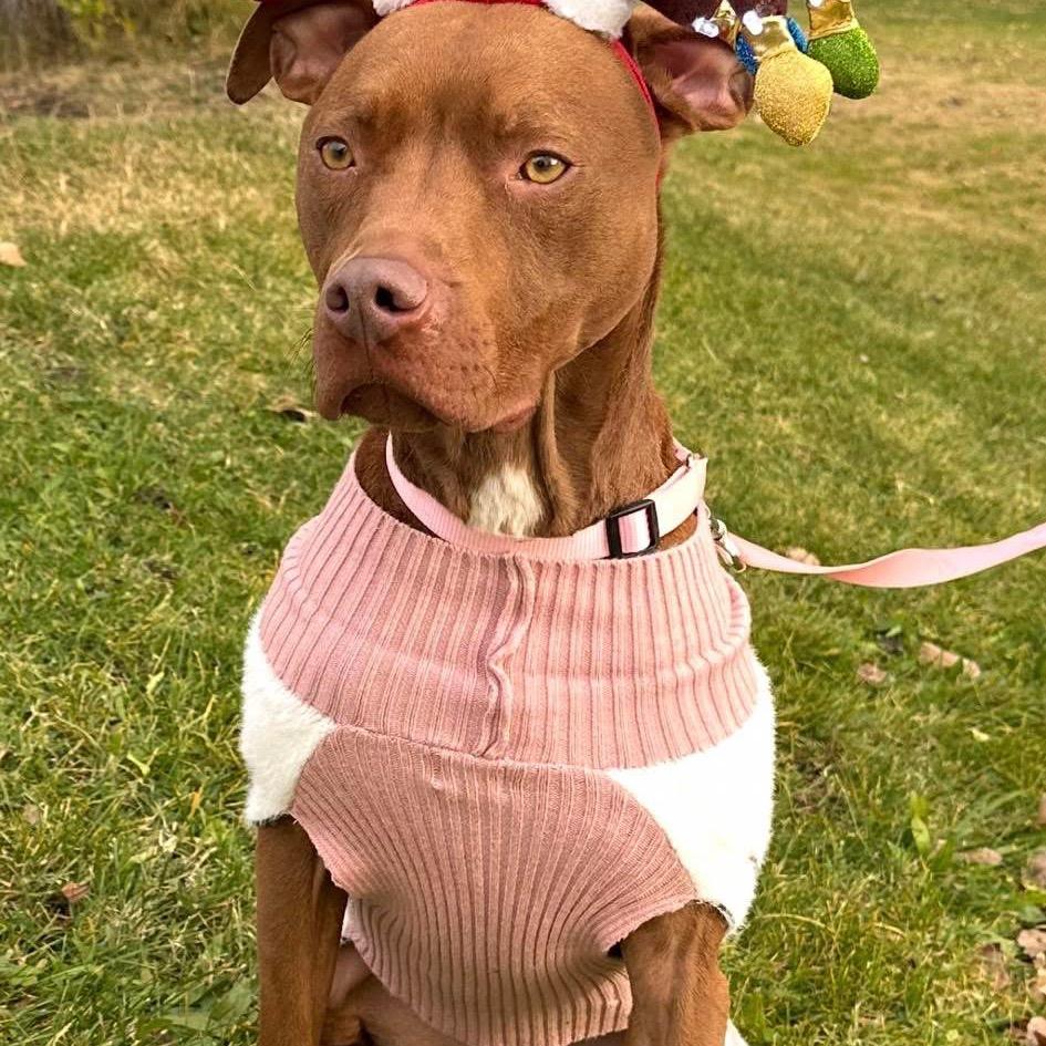 Enlarge Destiny/Penny, a Adoptable mixed breed in Benton City, WA image 6/6