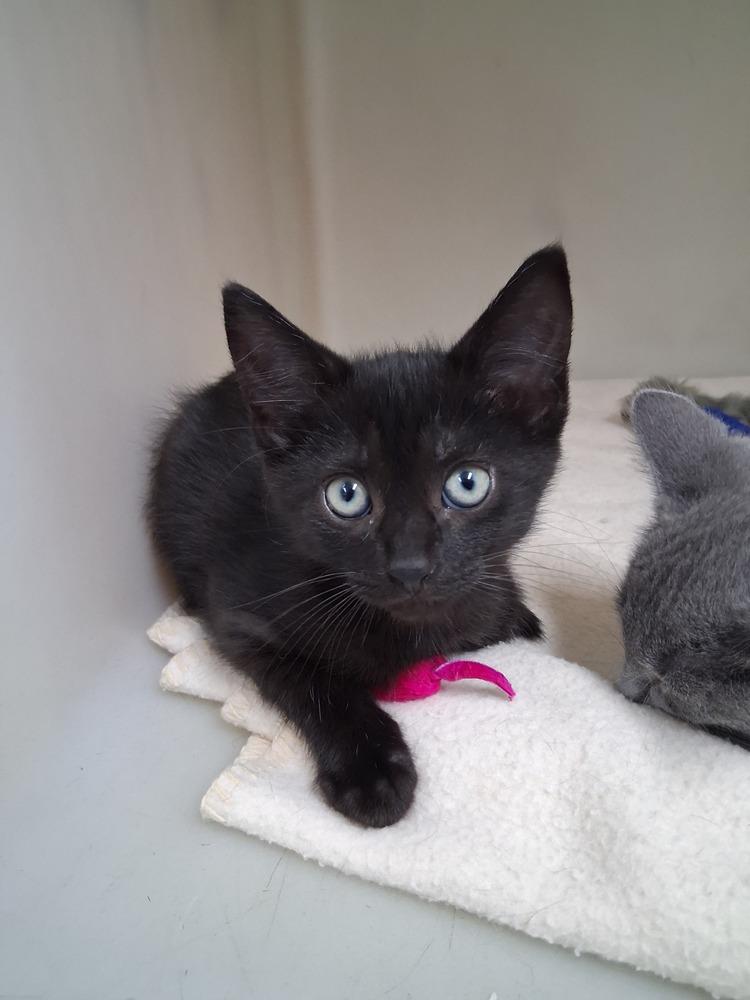 Boo #3, Adoptable, Kitten Male Domestic Short Hair.
