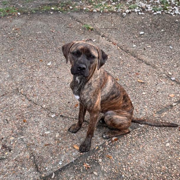 Walt, a Adoptable Labrador Retriever in Houston, TX image 1/5