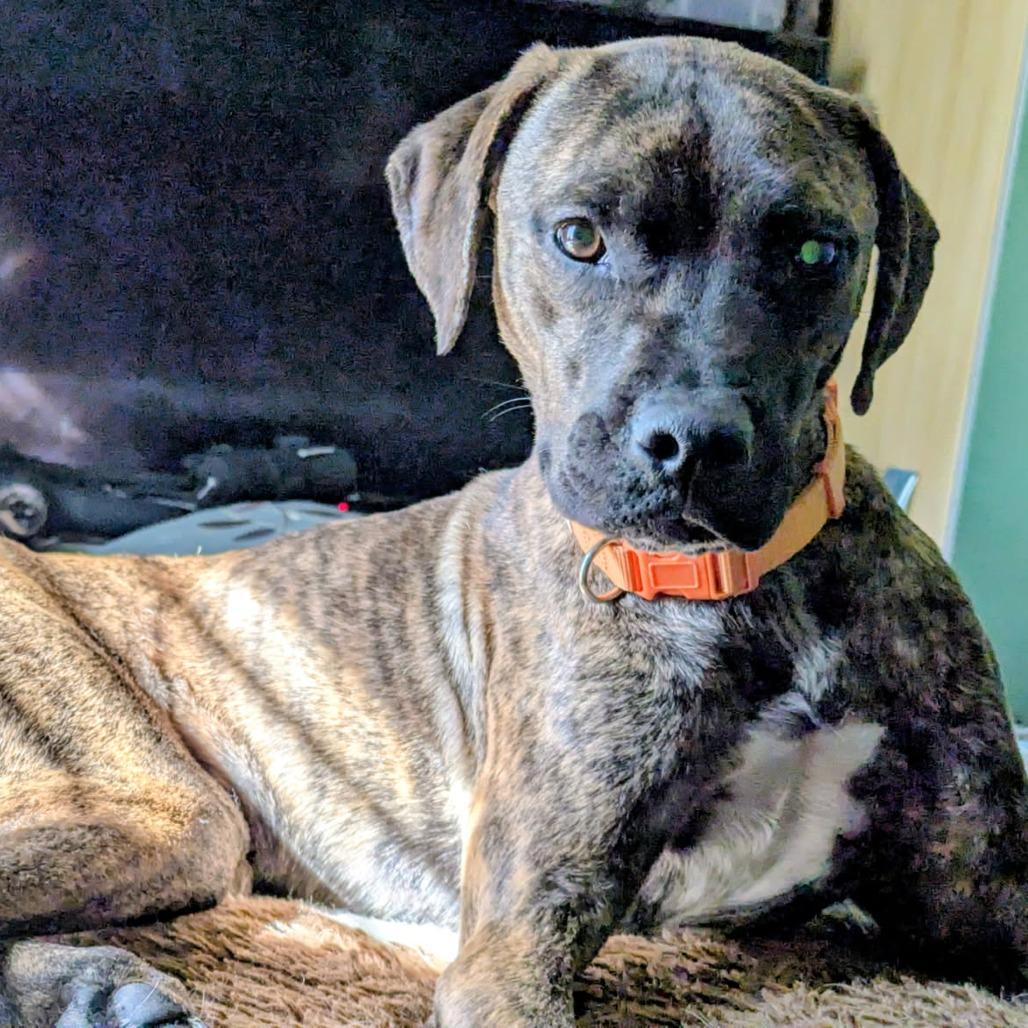 Walt, a Adoptable Labrador Retriever in Houston, TX image 3/5