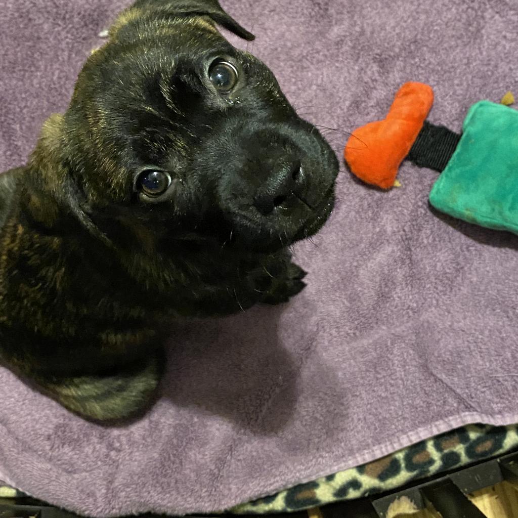 Walt, a Adoptable Labrador Retriever in Houston, TX image 4/5