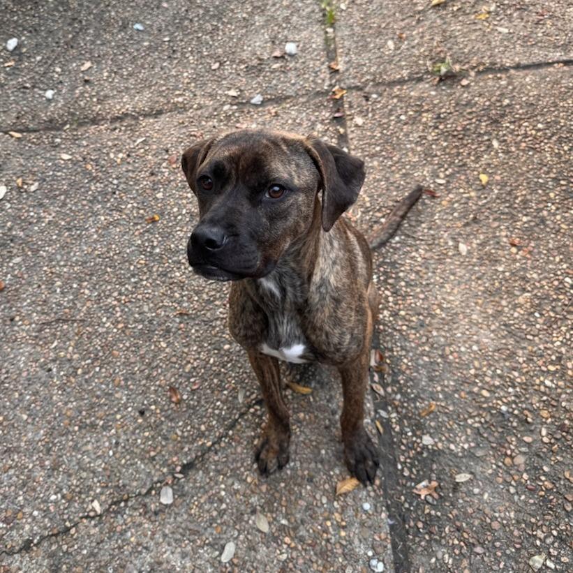 Walt, a Adoptable Labrador Retriever in Houston, TX image 5/5