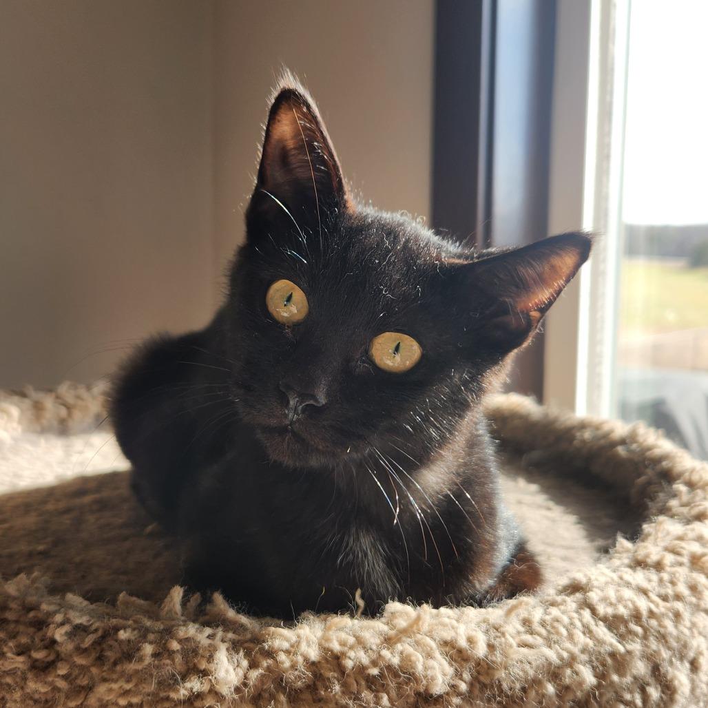 Sylvester, Adoptable, Kitten Male Domestic Short Hair.