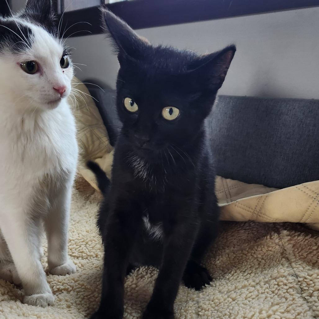 Sylvester, Adoptable, Kitten Male Domestic Short Hair.