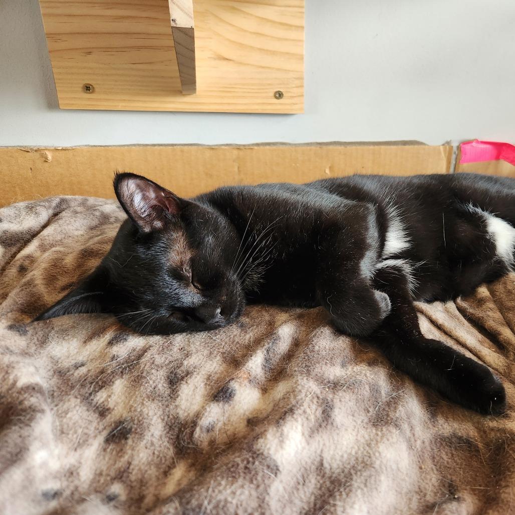 Enlarge Sylvester, a Adoptable Domestic Short Hair in Oak Grove, MN image 4/6