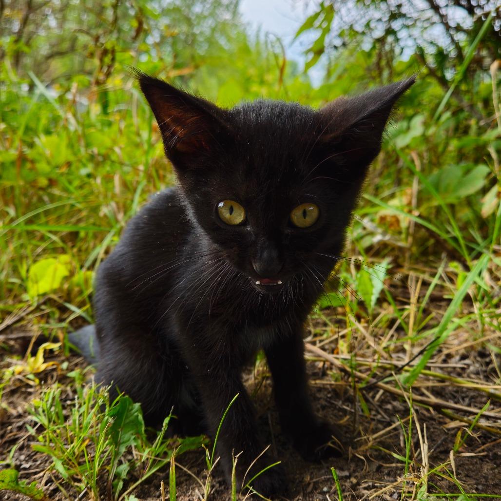 Sylvester, a Adoptable Domestic Short Hair in Oak Grove, MN image 4/5