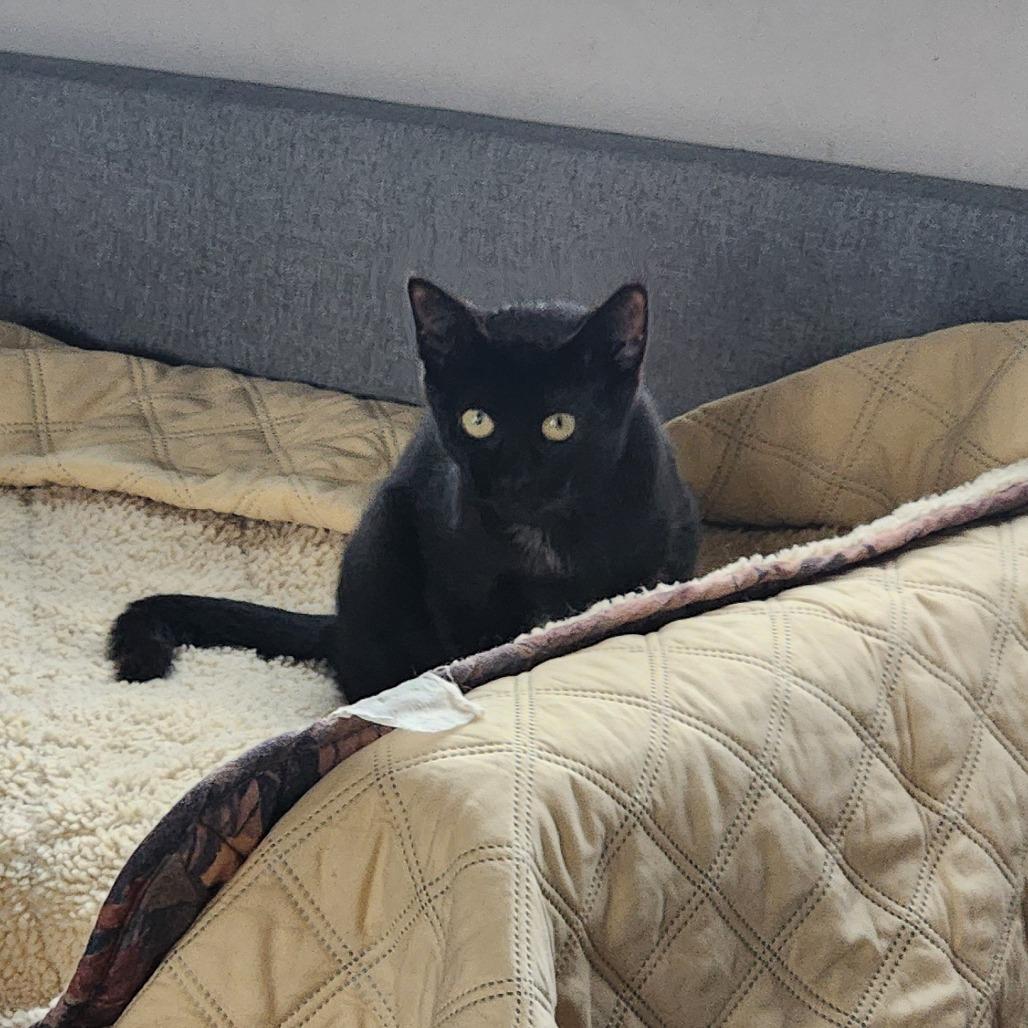 Sylvester, a Adoptable Domestic Short Hair in Oak Grove, MN image 5/5