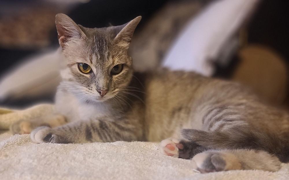 Leeloo, a Adoptable Domestic Short Hair in Cary, NC image 1/2