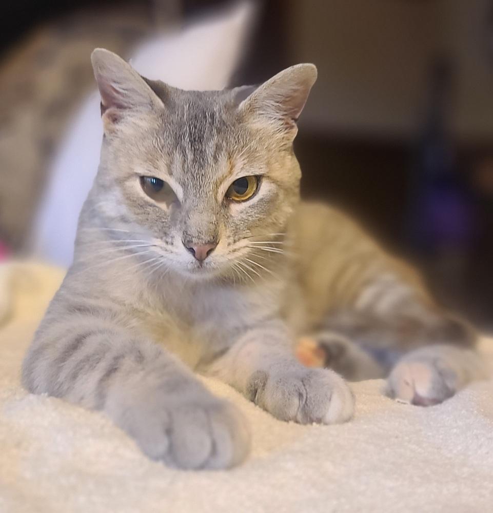 Leeloo (goes with Zuzu) — thumbnail 4