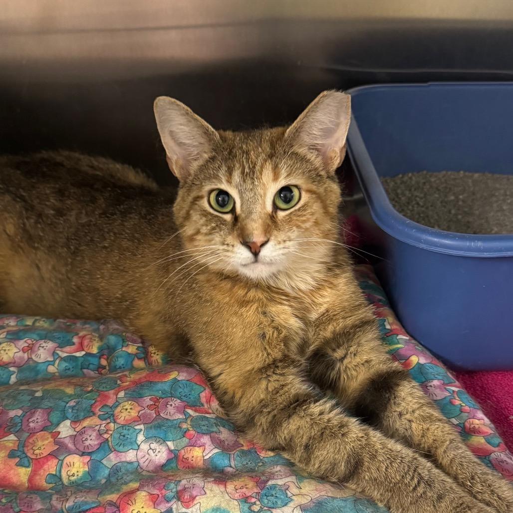 Felicity, Adoptable, Adult Female Domestic Short Hair.