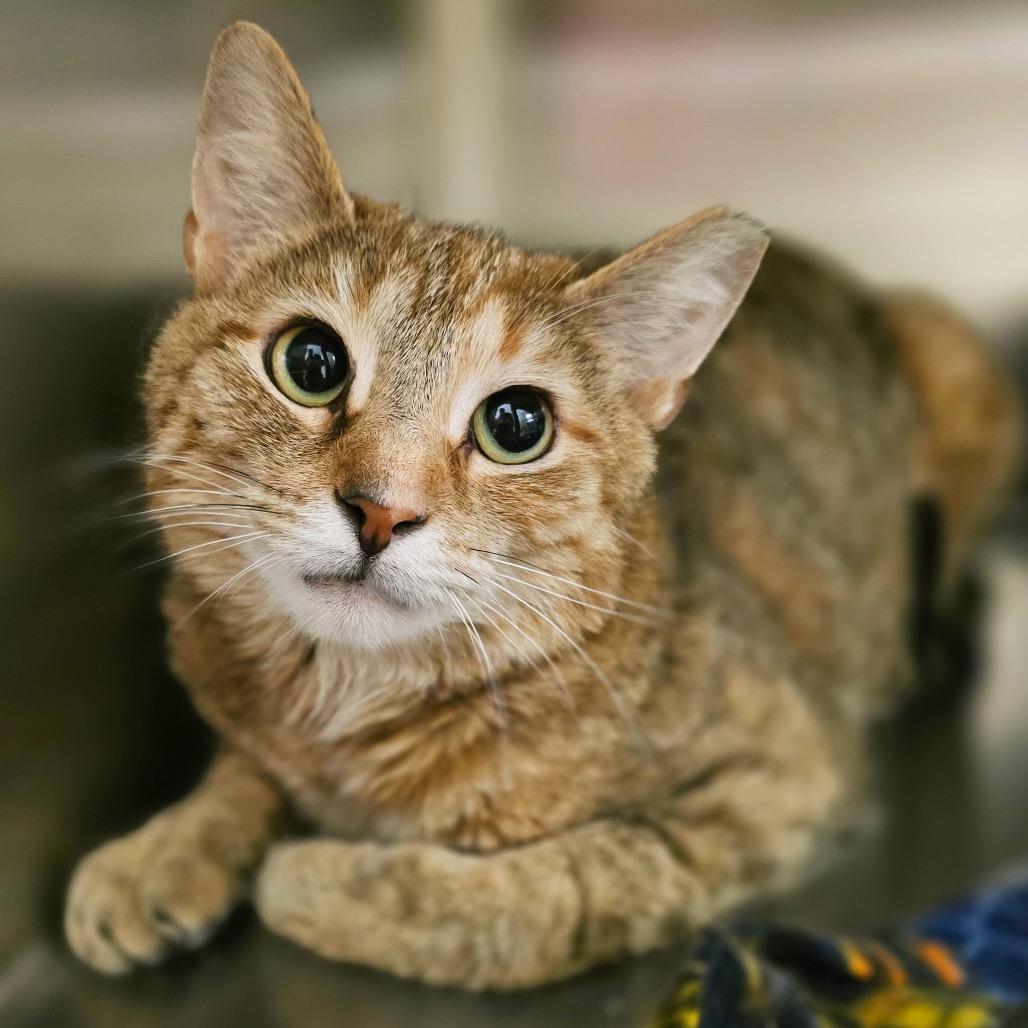 Felicity, Adoptable, Adult Female Domestic Short Hair.