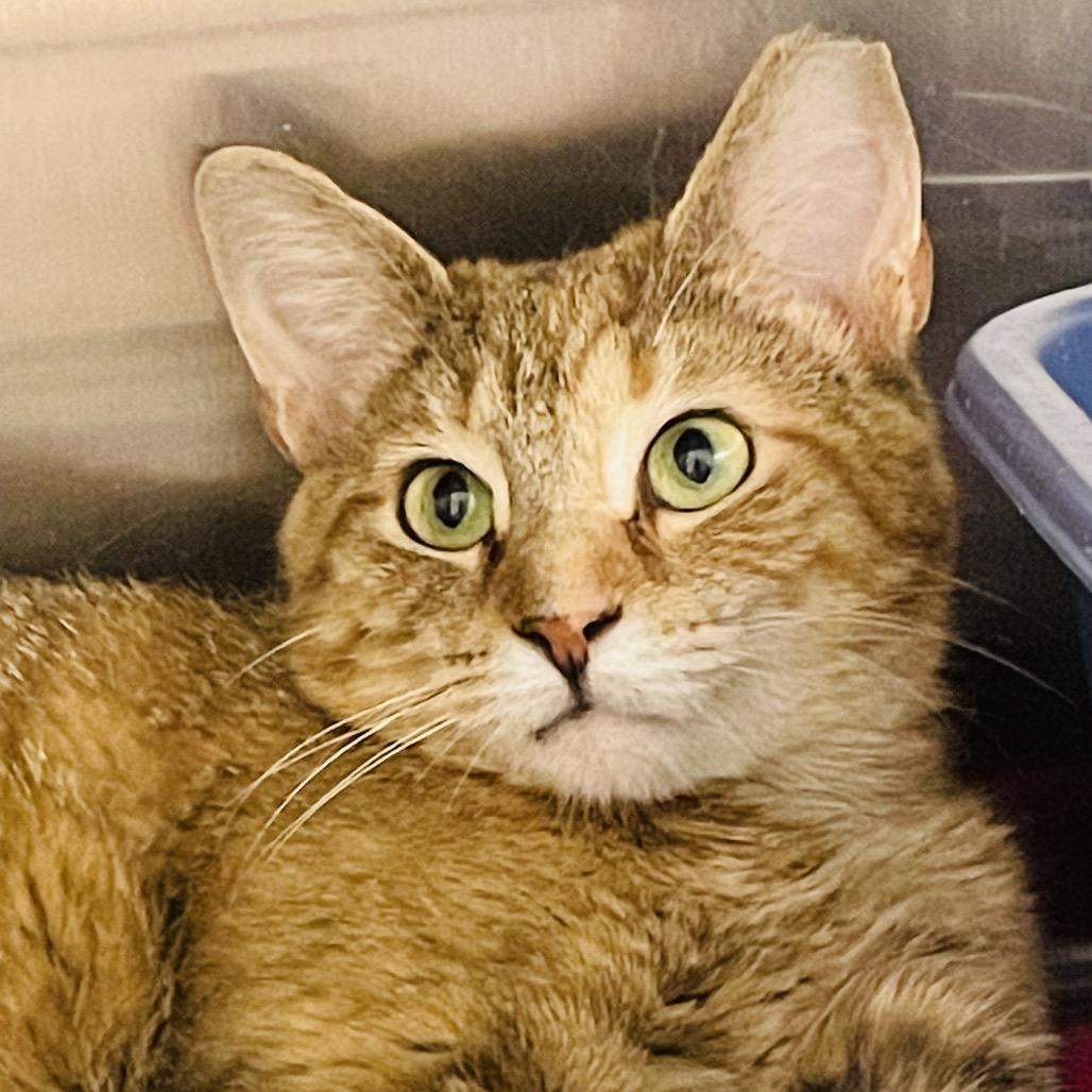 Felicity, a Adoptable Domestic Short Hair in Columbia Station, OH image 3/3