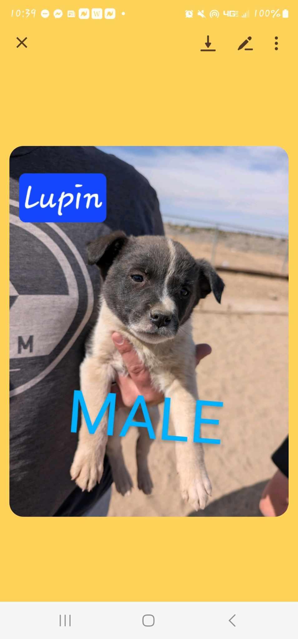 Lupin
