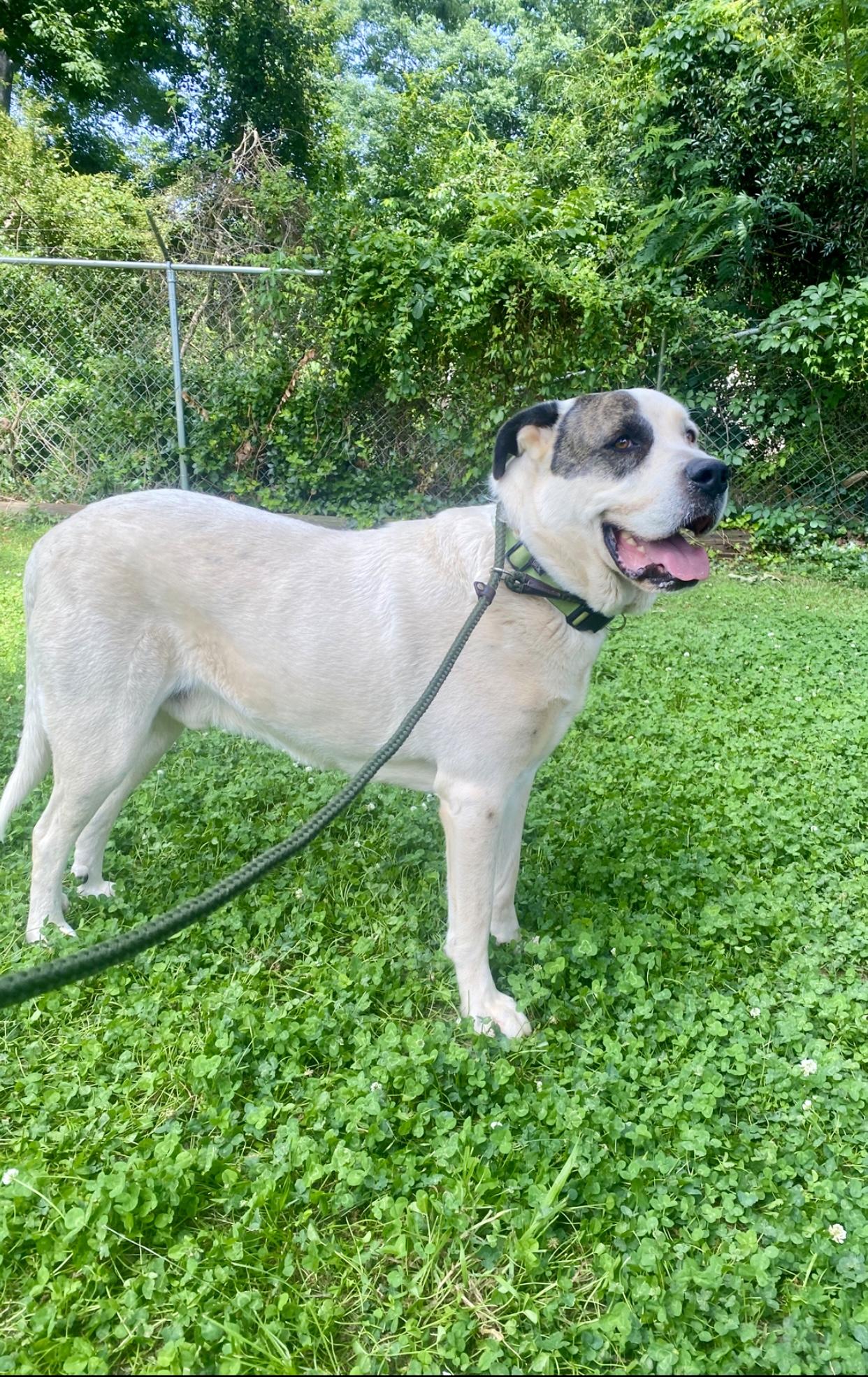 Bowie, a Adoptable mixed breed in Hartwell, GA image 4/4