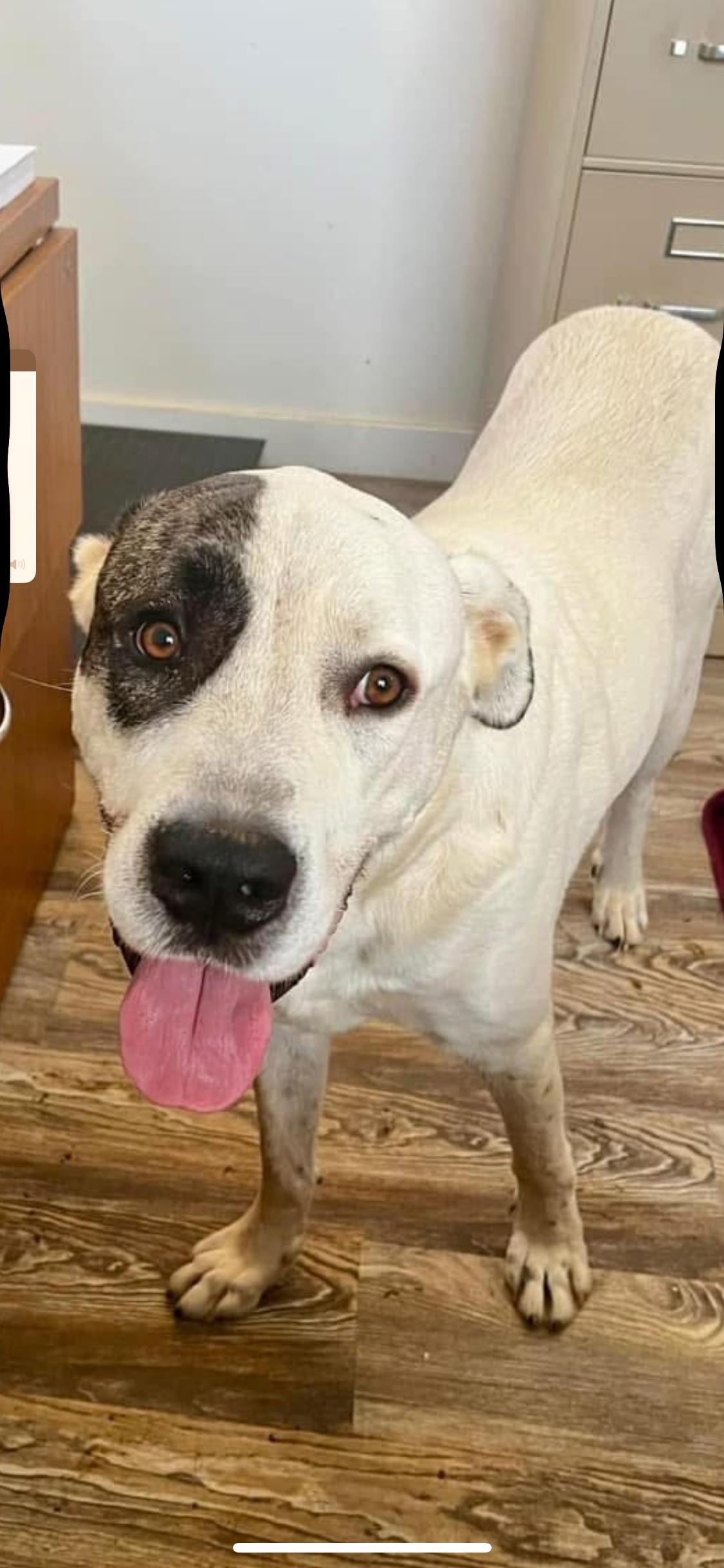 Enlarge Bowie, a Adoptable mixed breed in Hartwell, GA image 1/3