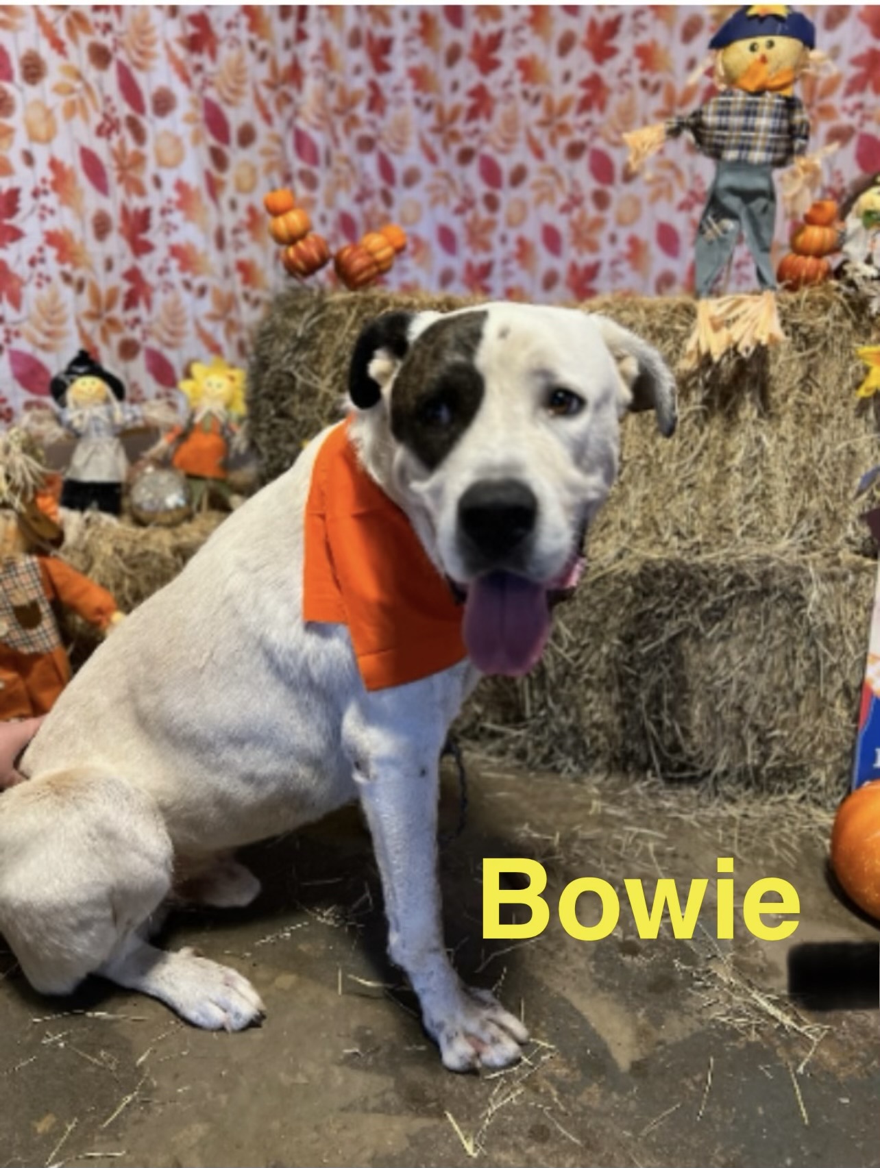 Enlarge Bowie, a Adoptable mixed breed in Hartwell, GA image 2/3