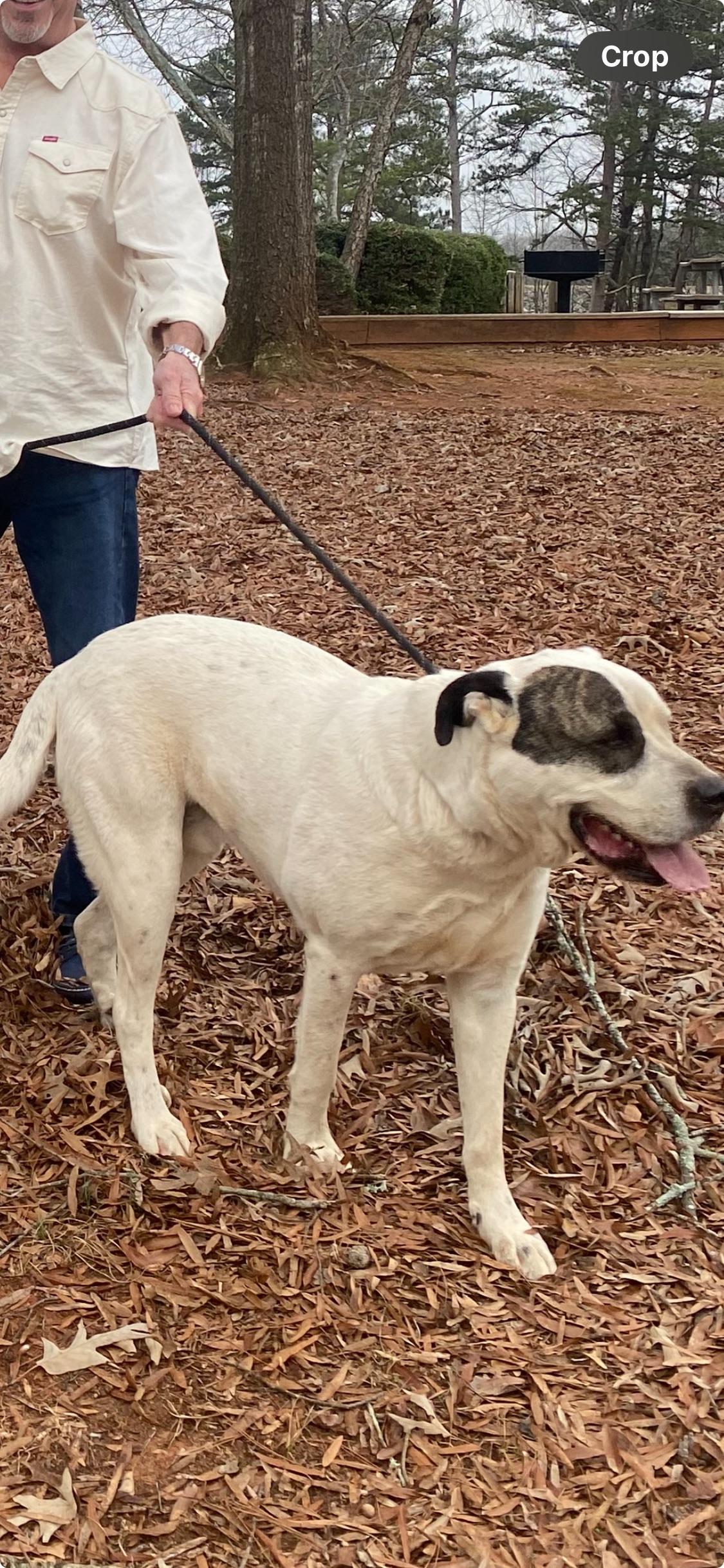 Enlarge Bowie, a Adoptable mixed breed in Hartwell, GA image 3/3