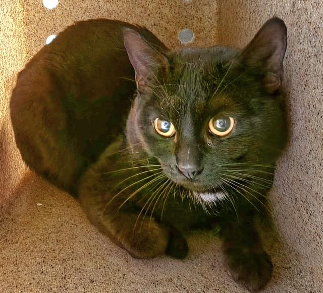 UNO, Adoptable, Adult Male Domestic Short Hair & Domestic Short Hair.