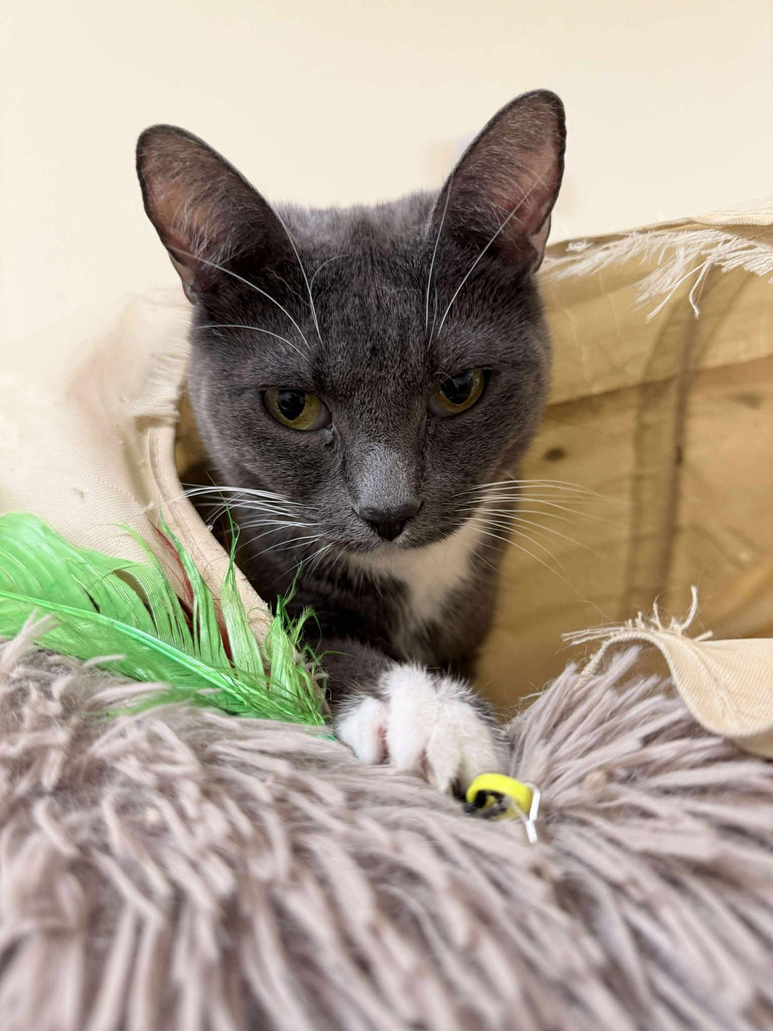 ELOISE, a Adoptable mixed breed in HEMET, CA image 5/6