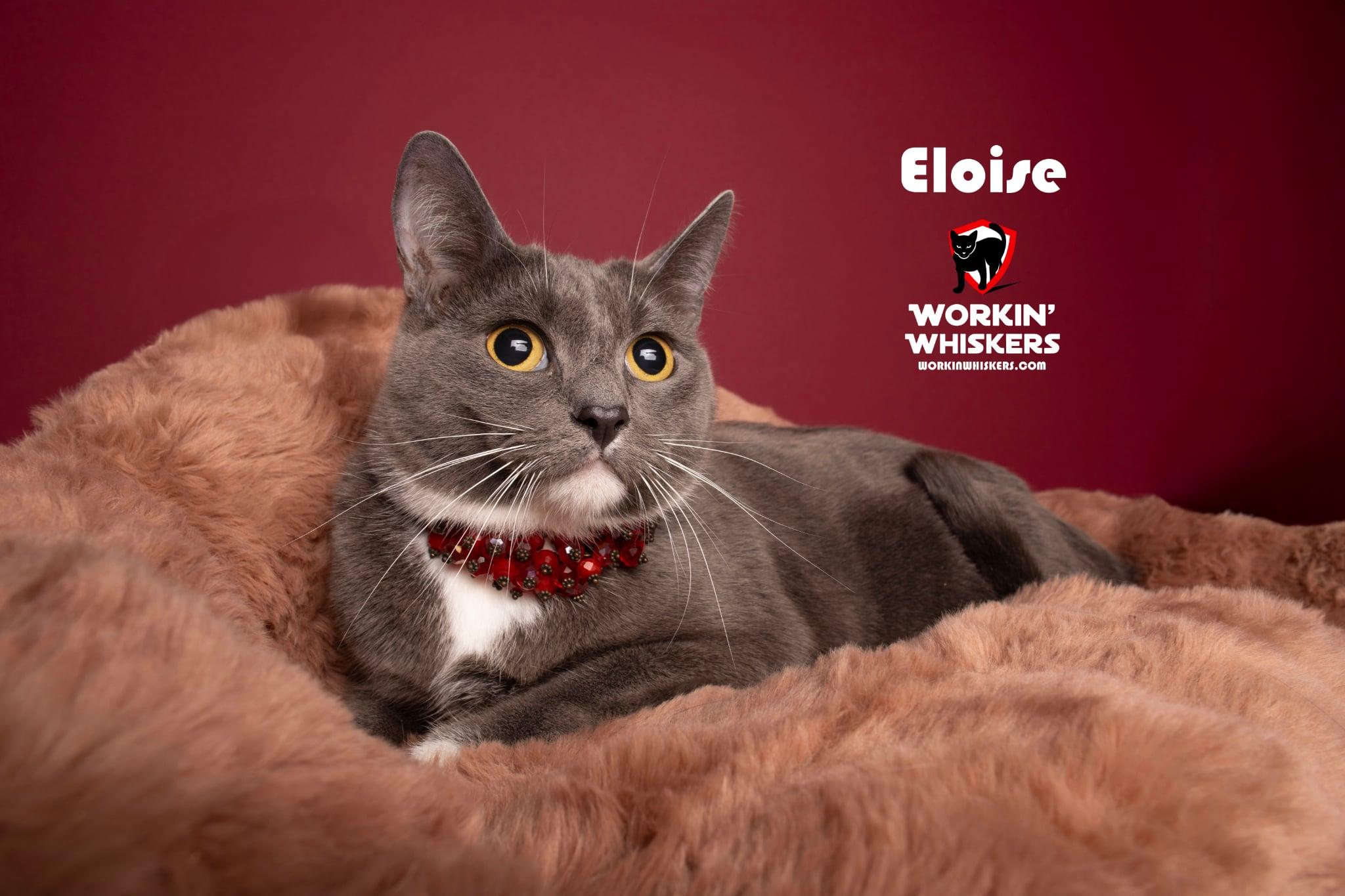 ELOISE, Adoptable, Young Female Tuxedo & Domestic Short Hair.