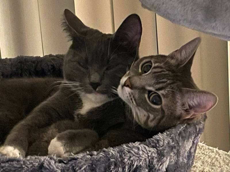 Enlarge ELOISE, a Adoptable mixed breed in Murrieta, CA image 2/6