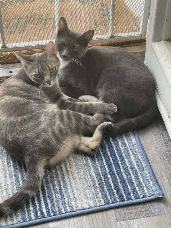 Enlarge ELOISE, a Adoptable mixed breed in Murrieta, CA image 4/6